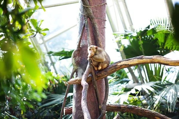 Monkey in a green bush at the zoo — Stock Photo, Image