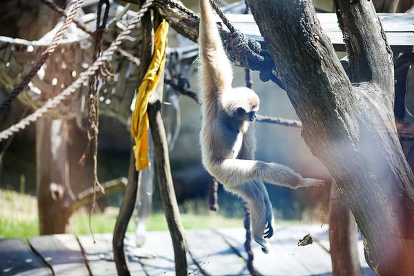 在绿树丛中在动物园里的猴子 — 图库照片