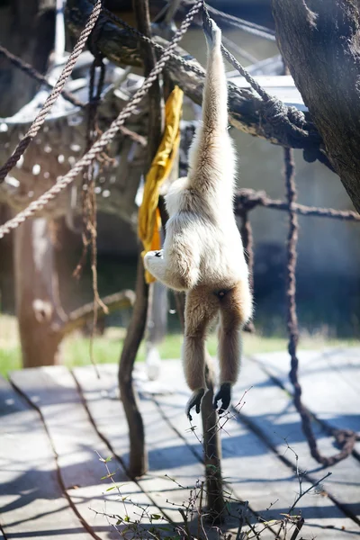 Обезьяна в зеленом ошейнике в зоопарке — стоковое фото
