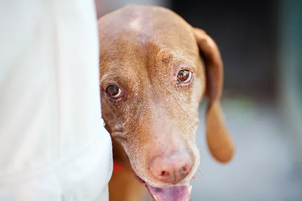 Portrét psa maďarského ohaře — Stock fotografie