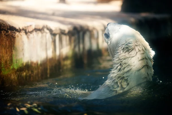 Белый медведь в воде в зоопарке — стоковое фото