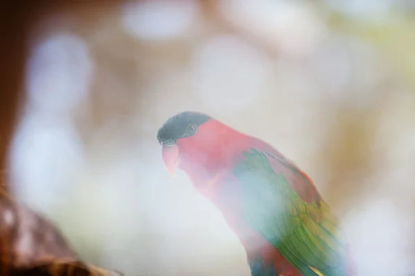 Belo papagaio colorido lory no zoológico — Fotografia de Stock