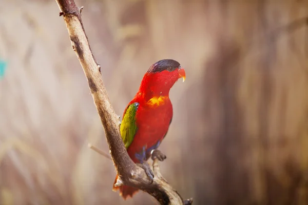 Belo papagaio colorido lory no zoológico — Fotografia de Stock
