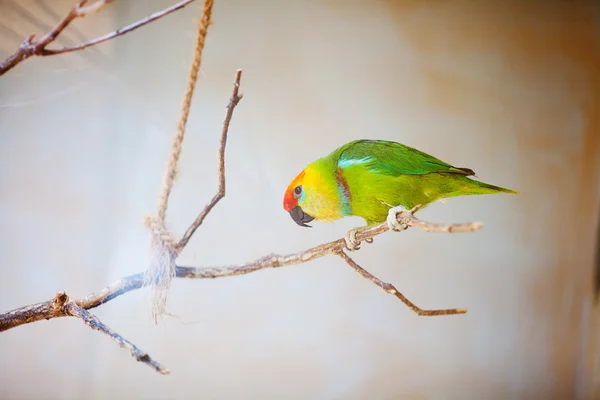 Hayvanat bahçesindeki güzel renkli papağan Lori — Stok fotoğraf