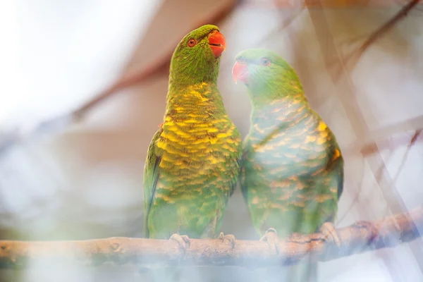 Красивый красочный попугай лори в зоопарке — стоковое фото