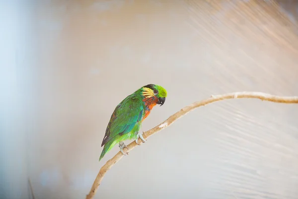 Vackra färgglada papegoja lory på zoo — Stockfoto