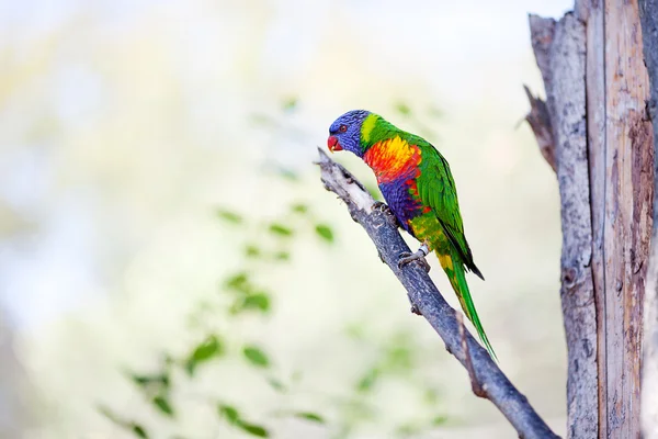 Vackra färgglada papegoja lory på zoo — Stockfoto