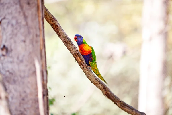 Piękne kolorowe papugi lory w zoo — Zdjęcie stockowe
