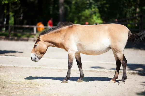 Кінь Пржевальського в зоопарку — стокове фото