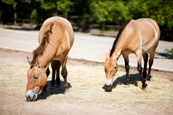 Przewalskis häst på zoo — Stockfoto