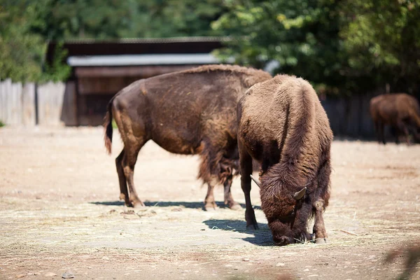 Büffel im Zoo — Stockfoto