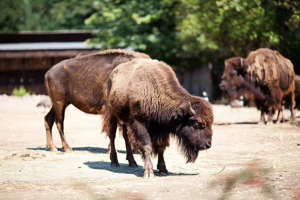 Búfalo no zoológico — Fotografia de Stock