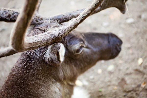 Северный олень в зоопарке — стоковое фото