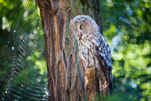 Big owl at the zoo — Stock Photo, Image
