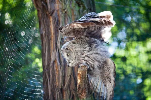 在动物园里的大猫头鹰 — 图库照片