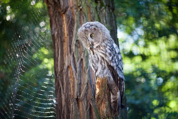 Big owl at the zoo — Stock Photo, Image