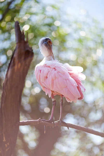 Pájaro ibis en el zoológico — Foto de Stock