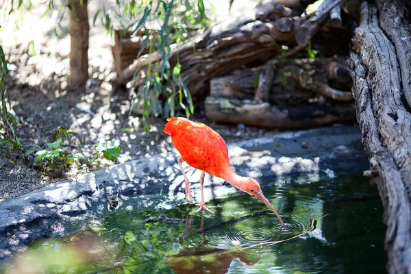 Pájaro ibis en el zoológico — Foto de Stock