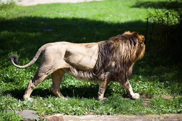 Большой красивый лев в зоопарке — стоковое фото