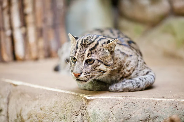 在动物园里的美丽野生小猫钓鱼 — 图库照片