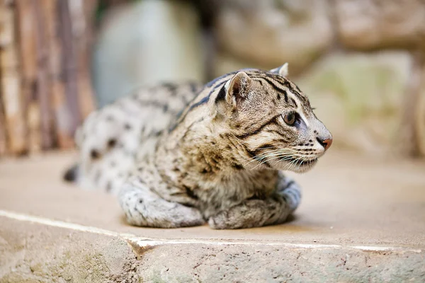 Prachtige wilde kat visserij in dierentuin — Stockfoto