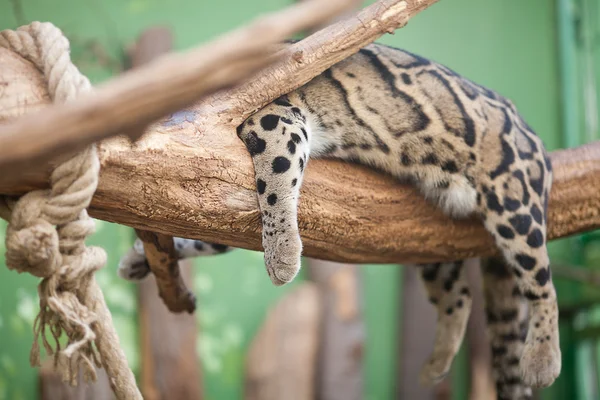 Hermosa pesca gato salvaje en zoológico — Foto de Stock