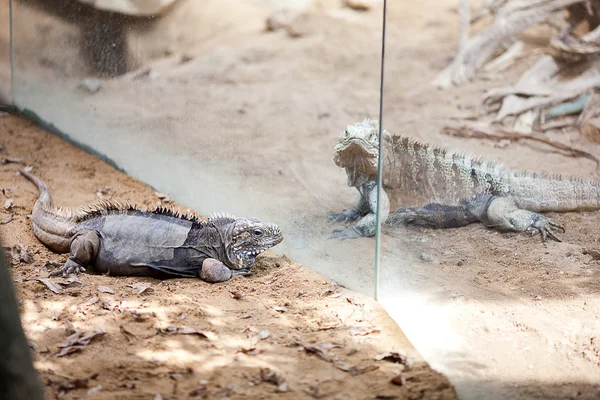 動物園で大きなトカゲ ドラゴン — ストック写真