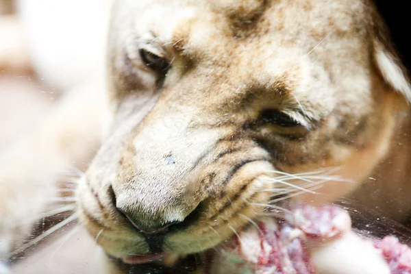 在动物园里的大美丽狮子 — 图库照片