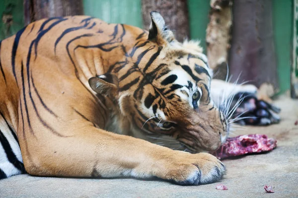 Krásný velký tygr v zoo — Stock fotografie