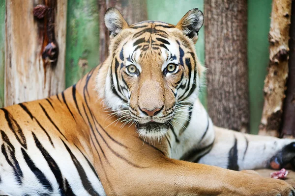 Красивый большой тигр в зоопарке — стоковое фото