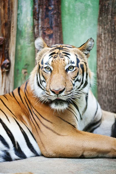 Hermoso tigre grande en un zoológico — Foto de Stock