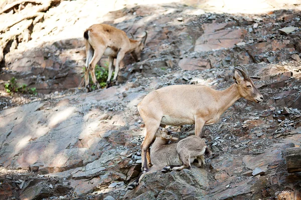 Dağ keçileri ve çocuklar hayvanat bahçesinde — Stok fotoğraf