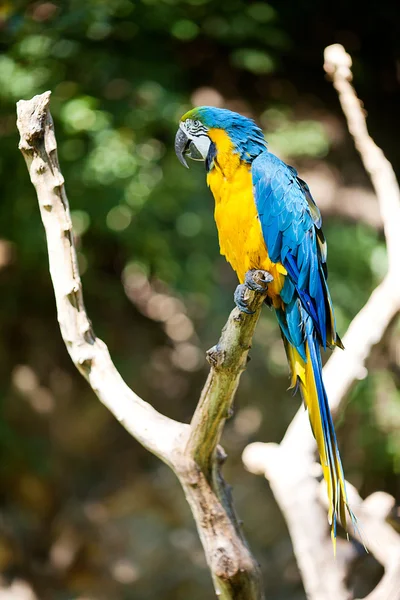 Hayvanat bahçesindeki ağaçların Amerika papağanı — Stok fotoğraf