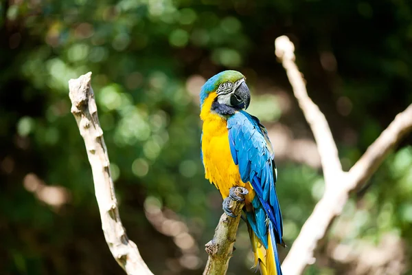 在动物园里的树木中的金刚鹦鹉 — 图库照片