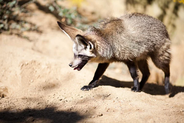 Fennec fox v zoo — Stock fotografie