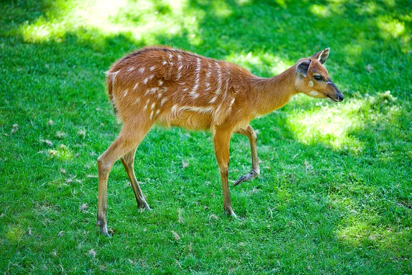 Deer op de achtergrond van groen gras in een dierentuin — Stok fotoğraf