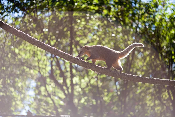 Коати прыгает с ветки на ветку в зоопарке — стоковое фото