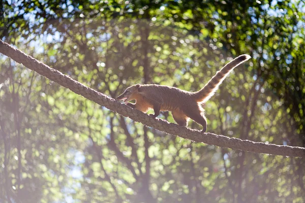 Coati jumping from branch to branch in a zoo — Stock Photo, Image