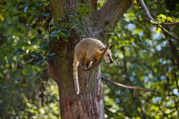 Coati pulando de ramo em ramo em um zoológico — Fotografia de Stock