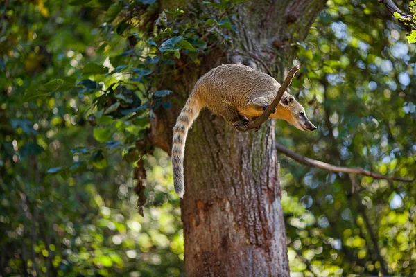 Coati saltando de rama en rama en un zoológico —  Fotos de Stock
