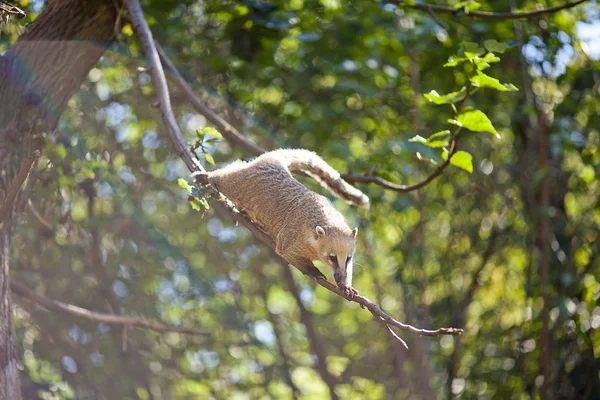 Dal dal hayvanat bahçesinde atlama coati — Stok fotoğraf