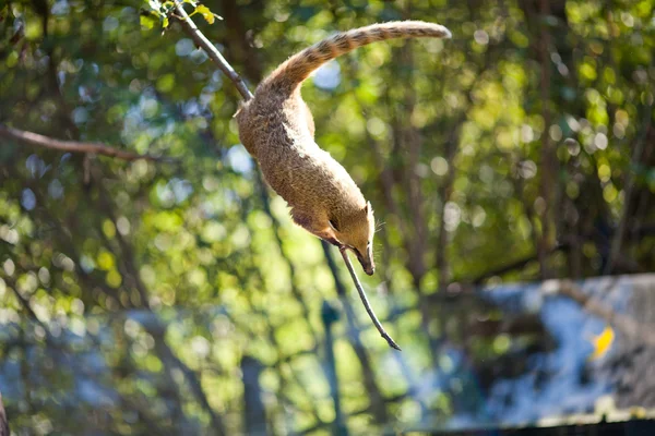 Coati pulando de ramo em ramo em um zoológico — Fotografia de Stock