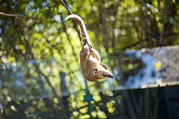 Coati jumping from branch to branch in a zoo — Stock Photo, Image