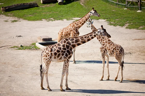 Giraffen in de dierentuin safari park — Stockfoto