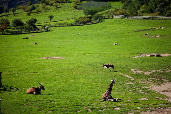 Giraffer i parken zoo safari — Stockfoto