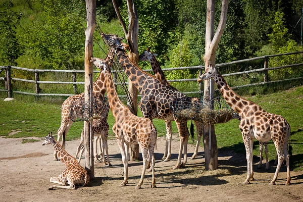 Giraffer i parken zoo safari — Stockfoto