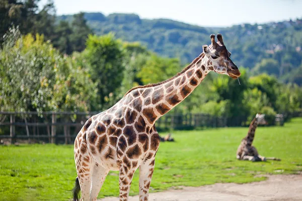 Żyrafy w zoo safari park — Zdjęcie stockowe