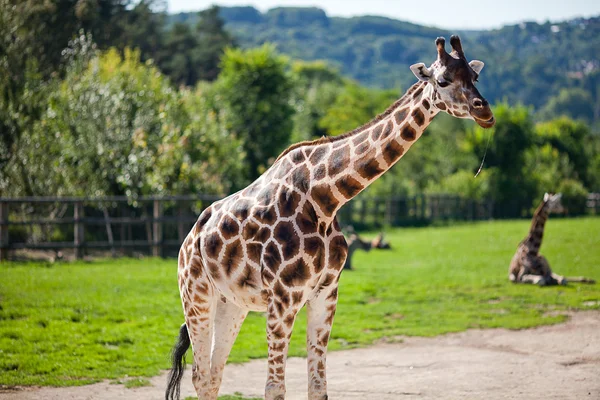 Zürafalar Hayvanat Bahçesi safari Park — Stok fotoğraf