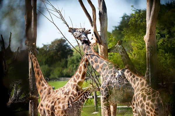 Girafas no parque zoológico de safári — Fotografia de Stock