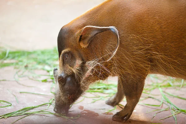 Yaban domuzu bir hayvanat bahçesi — Stok fotoğraf